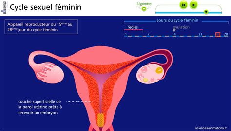 Cycle Sexuel F Minin Vive Les Svt Les Sciences De La Vie Et De La