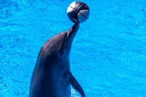 How Smart Are Dolphins Really? 10 Incredible Examples of Their ...