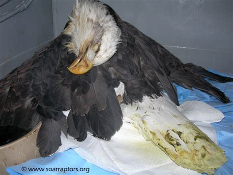 Lead Poisoning Of Eagles Sutton Center