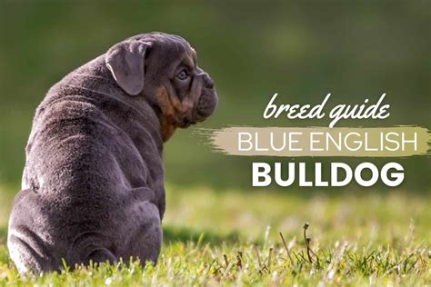 Blue English Bulldog A Guide To Price Health Care And Puppies