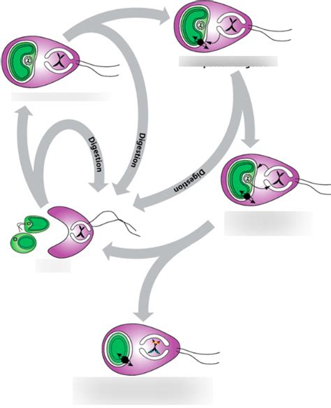 Endosymbiosis Diagram | Quizlet