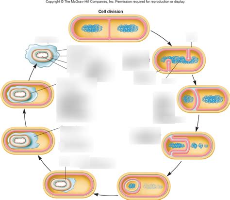 Chapter 3 Bacterial Cell Structure Diagram Quizlet