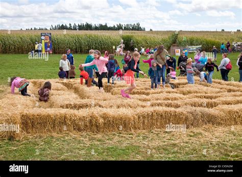 Children playing in the hay bale maze at the annual Scarecrow Festival ...