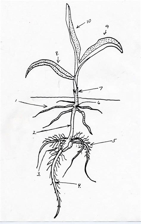 Corn Seedling Diagram