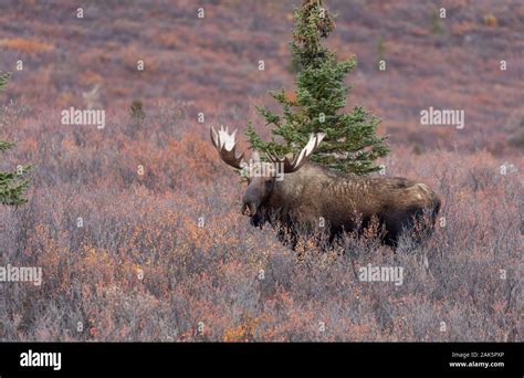 Alaska Yukon Bull Moose In Autumn Stock Photo Alamy