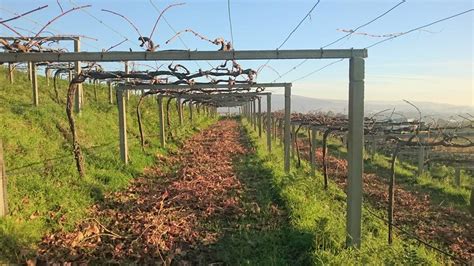 Bodegas Chaves En Pontevedra Vinos D O Rias Baixas