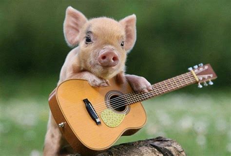 Teacup Pig With A Guitar Cute Piggies Funny Pigs