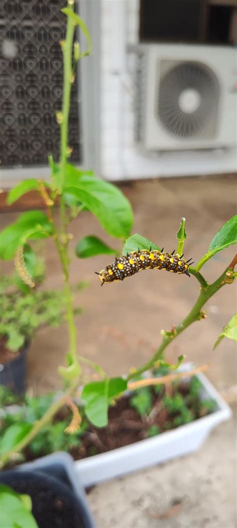 Caterpillars On My Dwarf Lemon Rwhatsthisbug