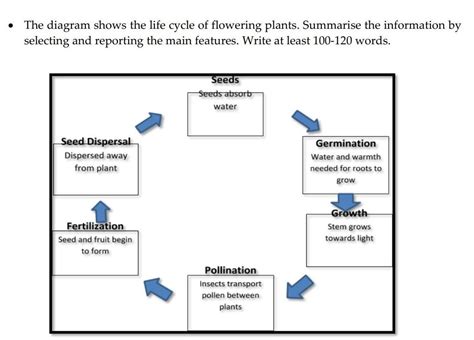 Feature Of The Life Cycle Flowering Seed Plants Home Alqu