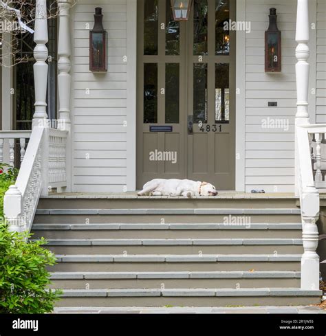 New Orleans La Usa March 12 2023 White Dog Sleeping On The Front