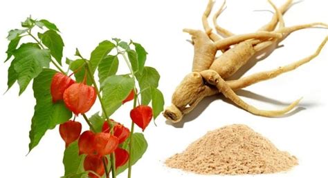 Beneficios De La Planta Ashwagandha Withania Somnífera Nersport