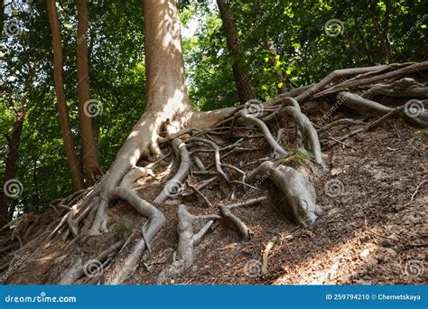 Tree Roots Visible Through Ground In Forest Stock Photo Image Of