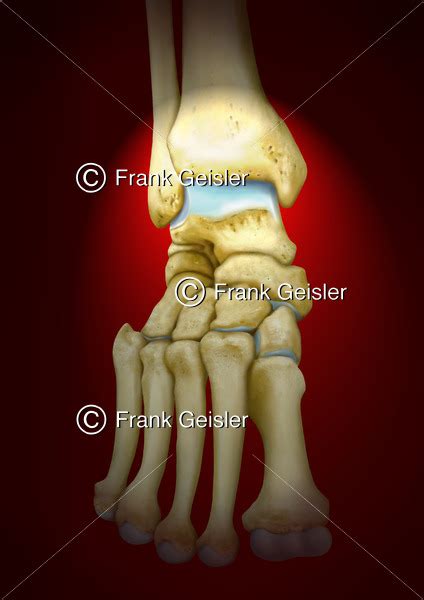 Anatomie Skelett Sprunggelenk Mit Unterschenkelknochen Und Teile