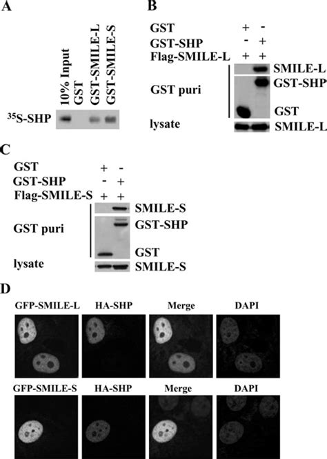 In Vitro And In Vivo Interactions Between SHP And SMILE Isoforms A In