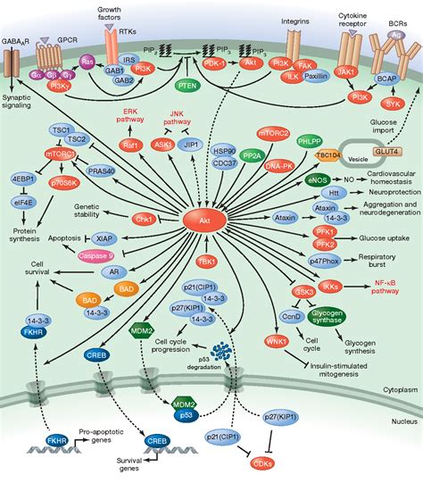 PDF PI3K PKB Akt Pathway Semantic Scholar