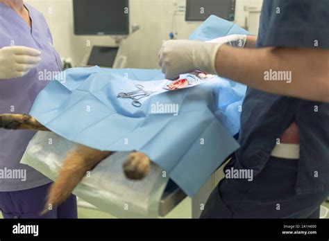 Sterilization Of Dog On Surgical Table Under General Anesthesia And