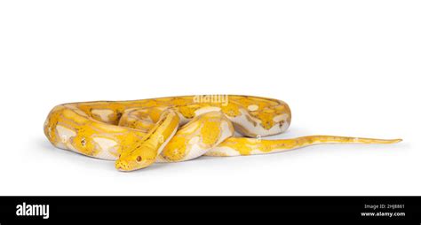 Female Juvenile Reticulated Python Aka Malayopython Reticulatus Snake