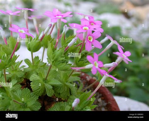 Dionysia involucrata (Dionysia involucrata), blooming Stock Photo - Alamy