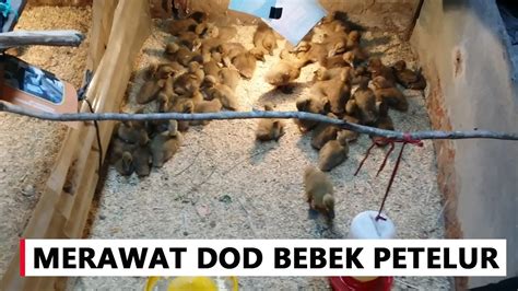 Cara Perawatan Bebek Sinau