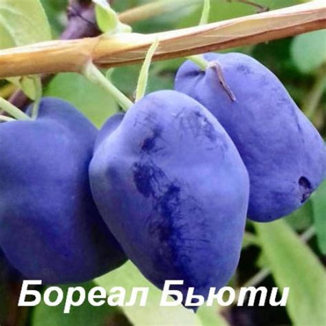 Купить жимолость в питомнике. Жимолость Boreal Beauty PBR (Северная ...