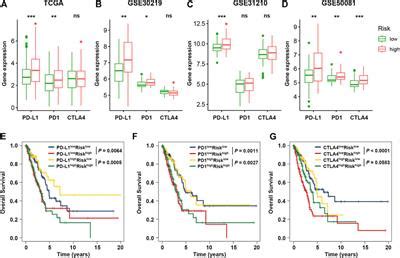 Frontiers Comprehensive Analysis Uncovers Prognostic And Immunogenic