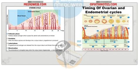 Endometrial Cycle Meduweb