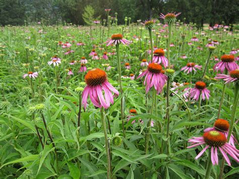 Echinacea Echinacea Herbalism Medicinal Plants