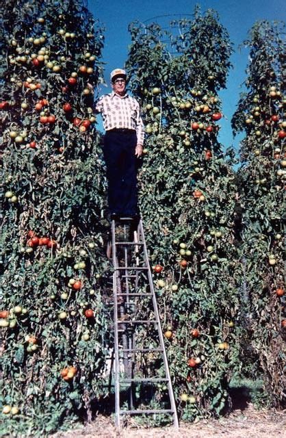 Alabama Native Charles Wilber Sets World Records For The Most Tomatoes