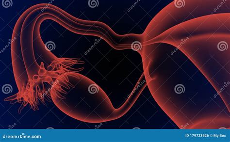 3d Illustration Of Female Reproductive System For Medical Concept Stock