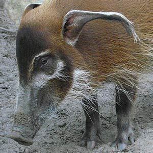 Red River Hog | The Animal Facts