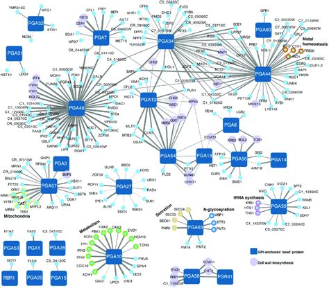 Gpi Anchored Proteins In C Albicans Show Distinct Coexpression Download Scientific Diagram