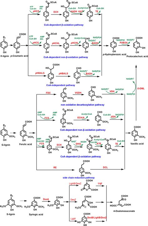 Degradation Pathways For Lignin Based Aromatic Compounds H Lignin