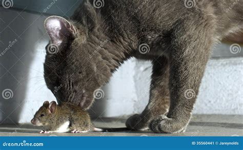 Cat And Mouse Stock Image Image Of Organism Fauna Tail 35560441