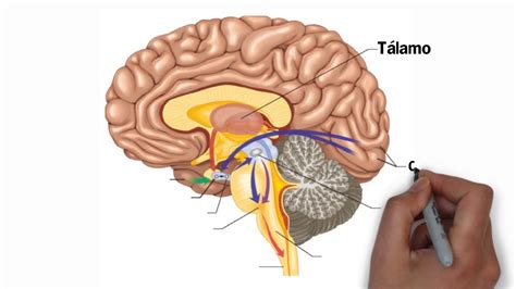 🔵 Partes Del Cerebro Humano 🧠 Y Sus Funciones ️ Youtube