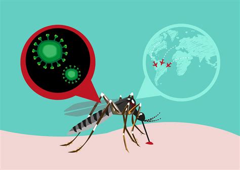 Infezione Da Virus Della Zanzara Zika Cdi Centro Diagnostico Italiano