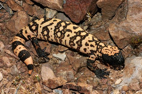 Heloderma Suspectum Cinctum Bogert And Martín Del Campo 1956