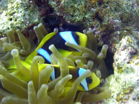 Clownfish Sebae Clownfish