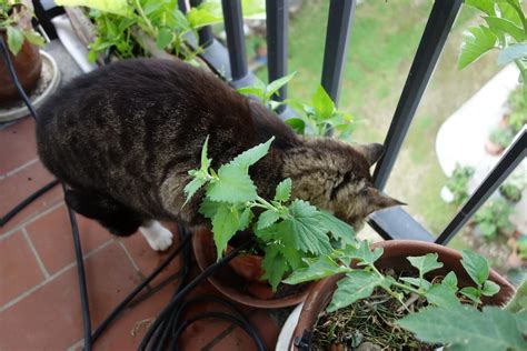 32 Plantas Seguras Para Gatos Nombres Y Fotos