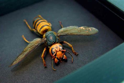 Murder Hornet Vespa Mandarinia Japonica Large Asian Hornet