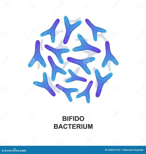 Bifidobacterium Probiotic Bacteria Good Bacteria And Microorganism