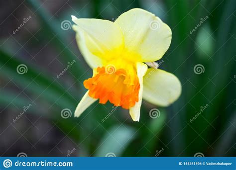 Beautiful Spring Flowers Narcissus Jonquilla, Jonquil, Rush Daffodil Stock Photo - Image of ...