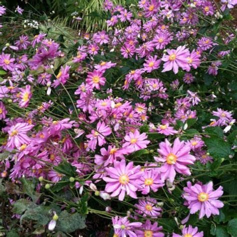 Anemone hupehensis var. japonica ‘Pamina’ | Kiefer Nursery: Trees ...