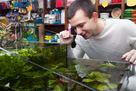 Lobelia Cardinalis Aquarium Plant Care - Fish Tank Master