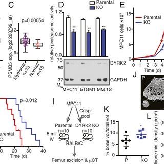 Dyrk Promotes Myeloma Progression And Myeloma Mediated Bone