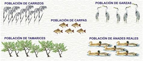 Biologia Una Poblaci N