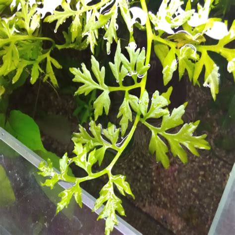 Broad Leaf Indian Fern - Aquatic Plants