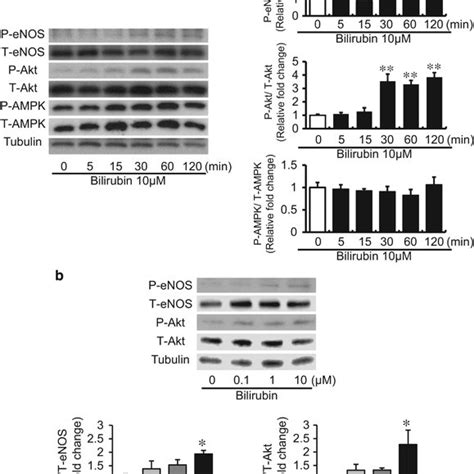 The effects of bilirubin on Akt-eNOS pathway in HAECs. (a ...