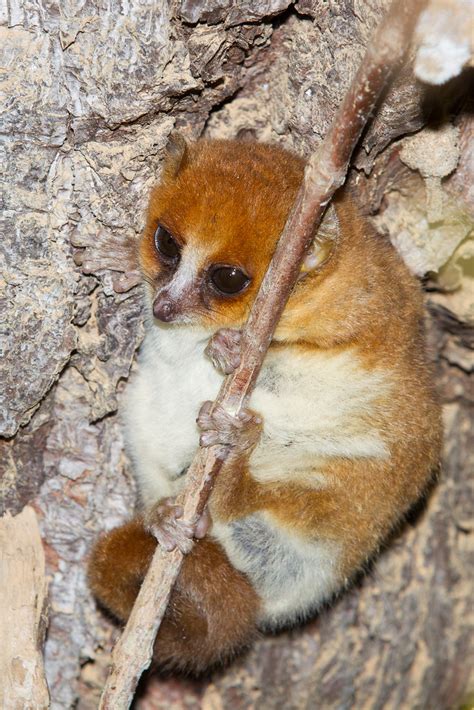 Microcebus Rufus Brown Mouse Lemur Microc Be Roux Flickr