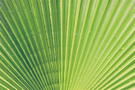 11 Palm Leaves Textures Leaf Texture Textured Background Palm Leaves