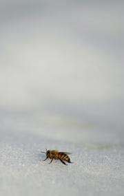 How Insects Survive The Long Cold Winter